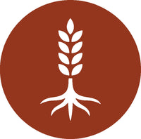 Rooted in Indian Grains
